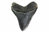 Fossil Megalodon Tooth - South Carolina #160254-1